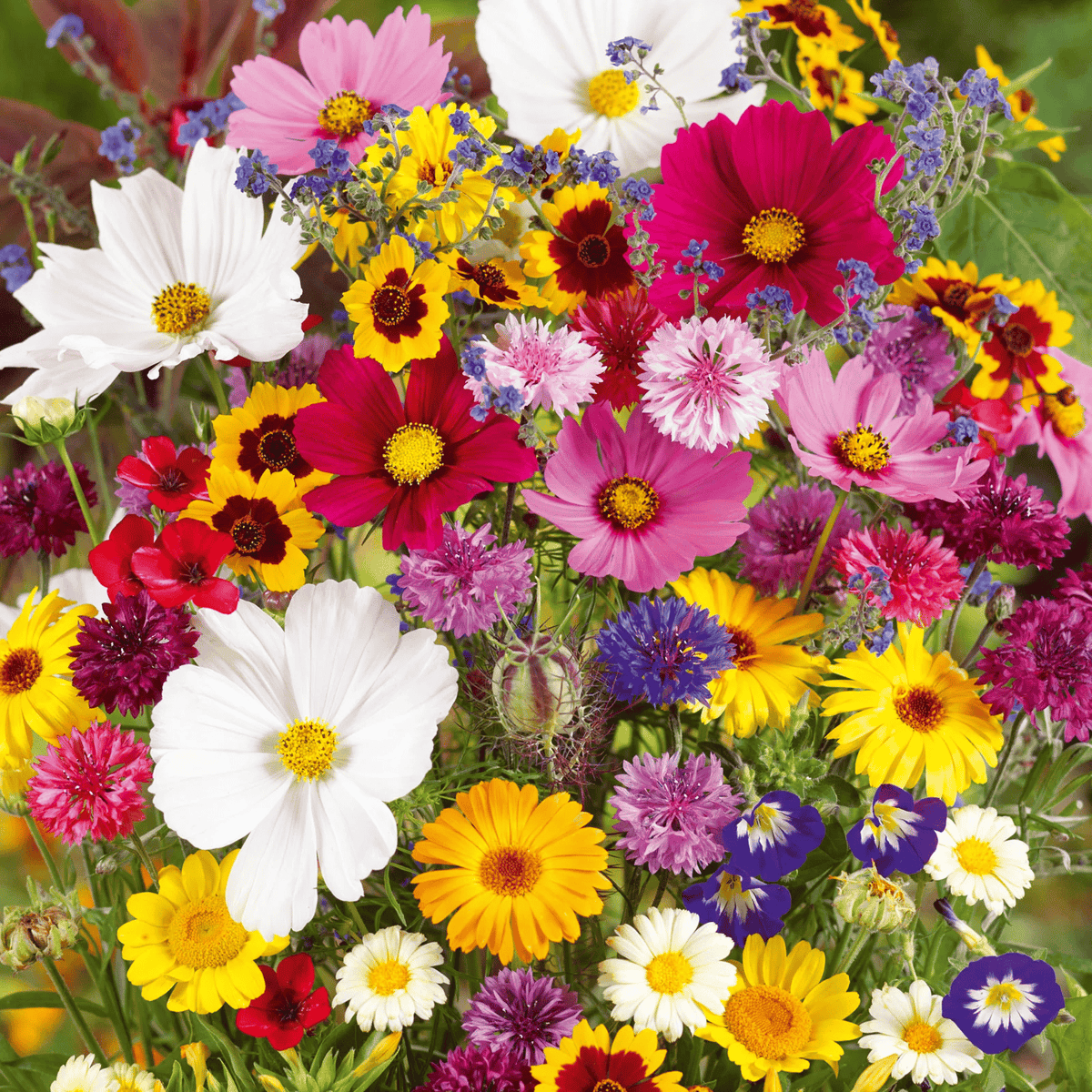 FlowerBurst™ | Så nå og gled deg til våren