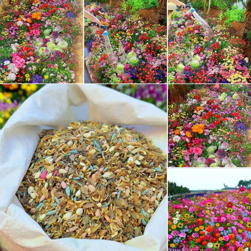 FlowerBurst™ | Så nå og gled deg til våren