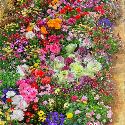 FlowerBurst™ | Så nå og gled deg til våren