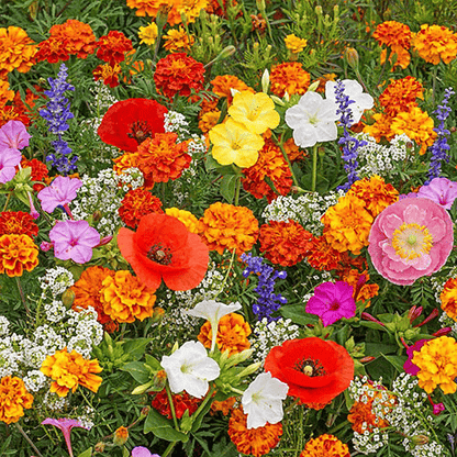 FlowerBurst™ | Så nå og gled deg til våren