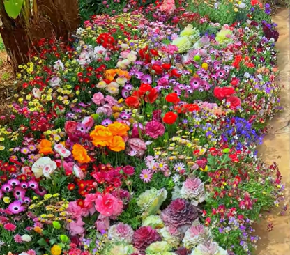 FlowerBurst™ | Så nå og gled deg til våren