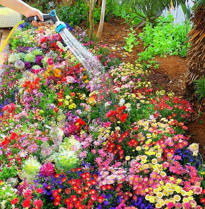 FlowerBurst™ | Så nå og gled deg til våren